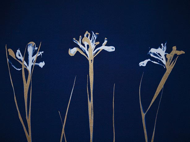 Cyanotype Workshop