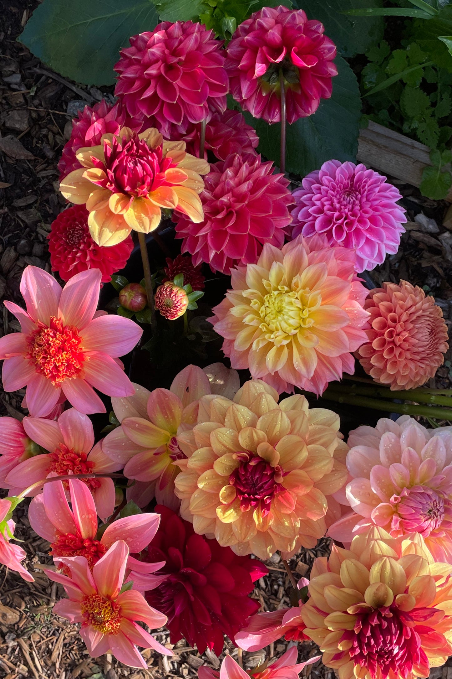 11 Sep - Community Class: Dahlias